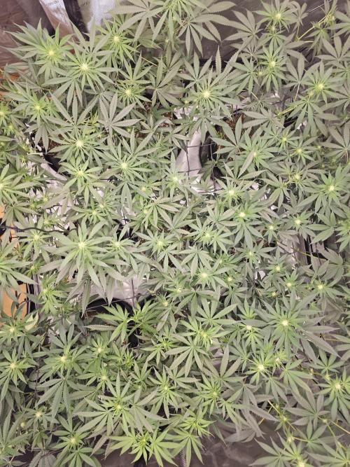 LEMON CHERRY GELATO 🍋🍒🍨. Week 8