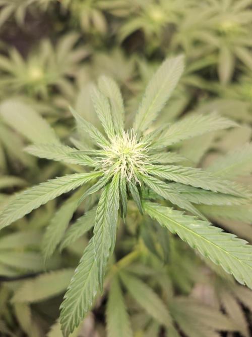 LEMON CHERRY GELATO 🍋🍒🍨. Week 8