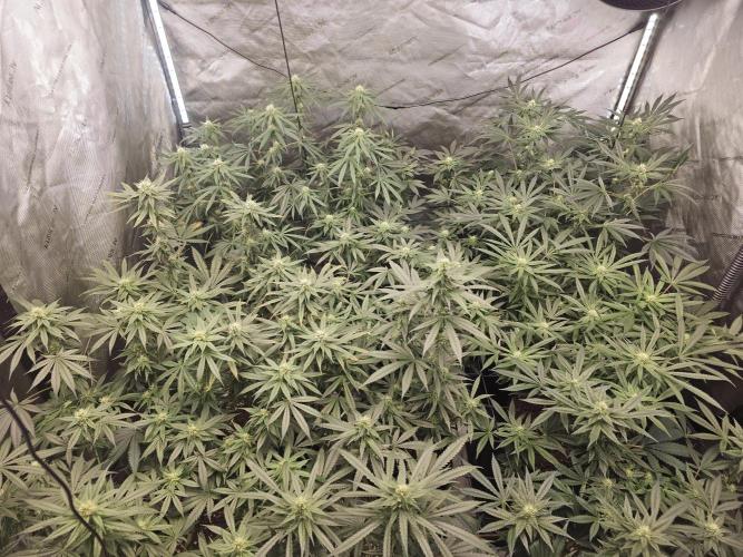 LEMON CHERRY GELATO 🍋🍒🍨. Week 9