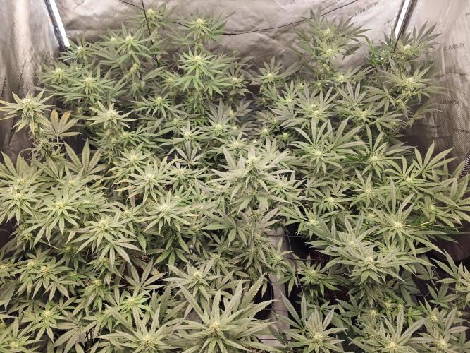 LEMON CHERRY GELATO 🍋🍒🍨. Week 9