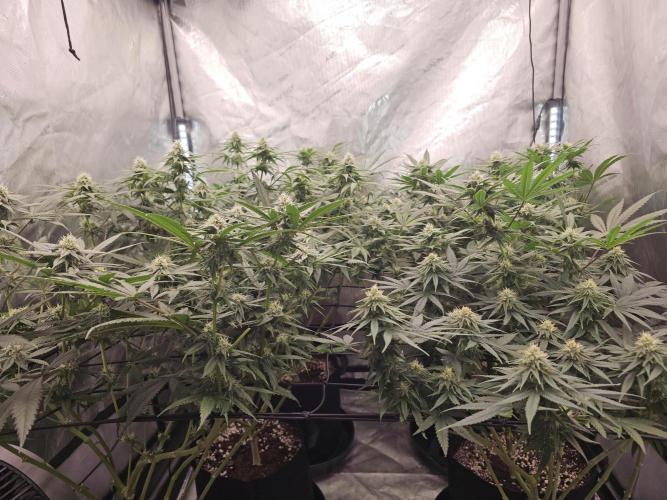 LEMON CHERRY GELATO 🍋🍒🍨. Week 9
