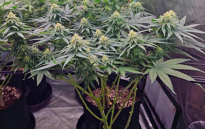 LEMON CHERRY GELATO 🍋🍒🍨. Week 9