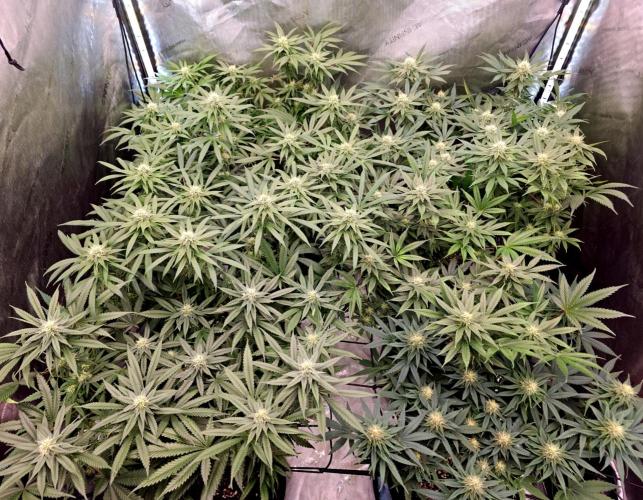 LEMON CHERRY GELATO 🍋🍒🍨. Week 9