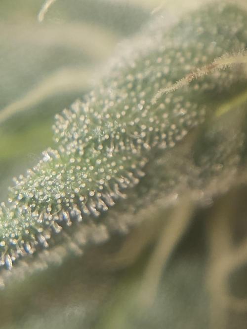 LEMON CHERRY GELATO 🍋🍒🍨. Week 9