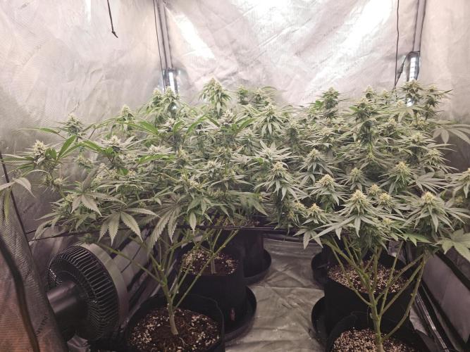 LEMON CHERRY GELATO 🍋🍒🍨. Week 9