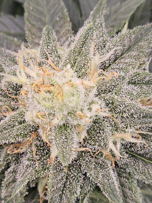 LEMON CHERRY GELATO 🍋🍒🍨. Week 9
