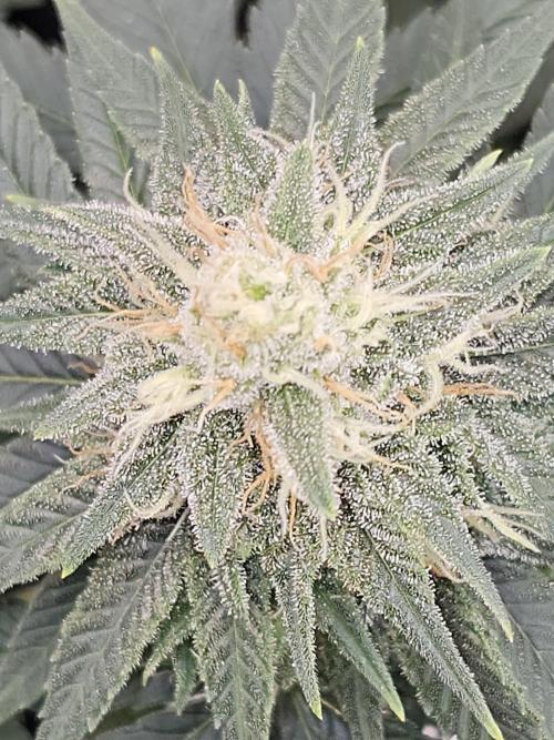 LEMON CHERRY GELATO 🍋🍒🍨. Week 9