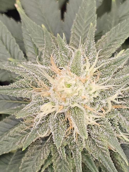 LEMON CHERRY GELATO 🍋🍒🍨. Week 9