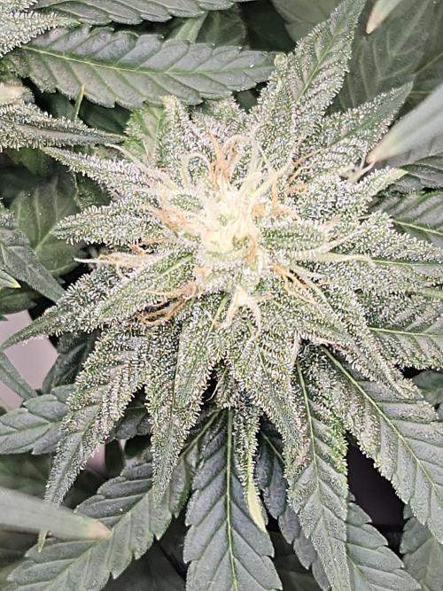 LEMON CHERRY GELATO 🍋🍒🍨. Week 9