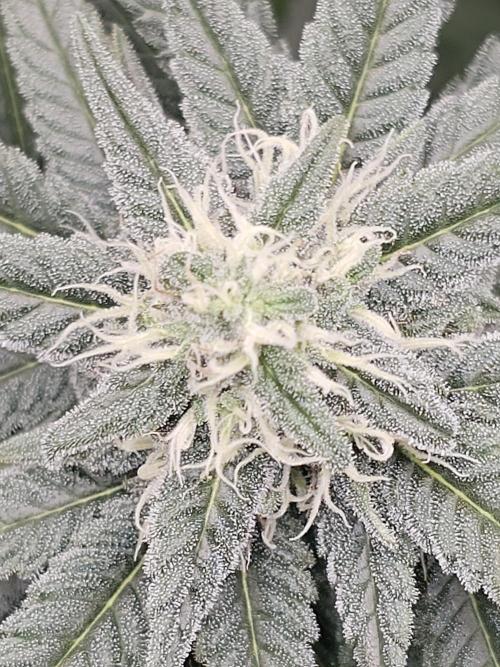 LEMON CHERRY GELATO 🍋🍒🍨. Week 9