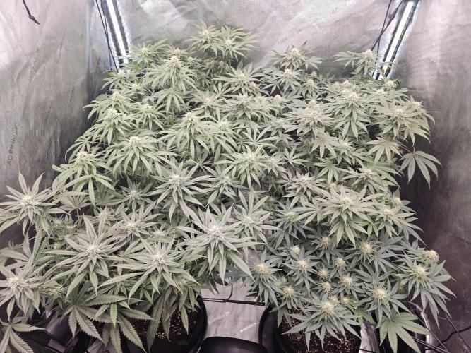 LEMON CHERRY GELATO 🍋🍒🍨. Week 9