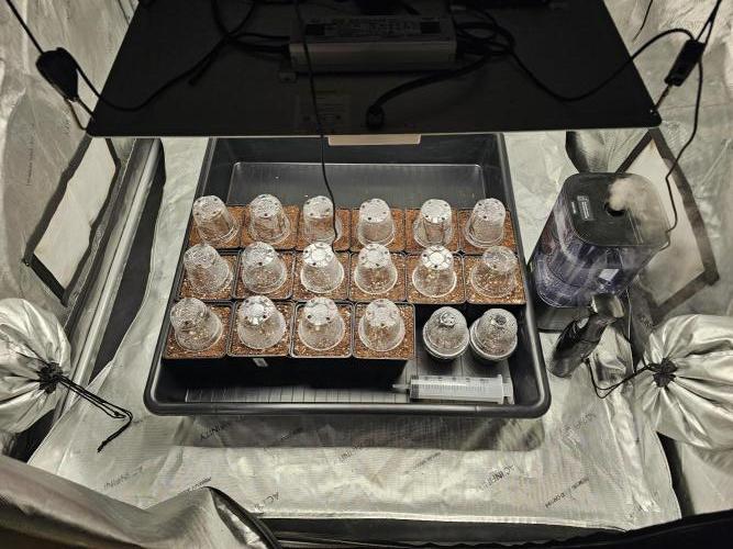 LEMON CHERRY GELATO 🍋🍒🍨. Week 0 - Day 3 - Germination - all seeds have broken soil