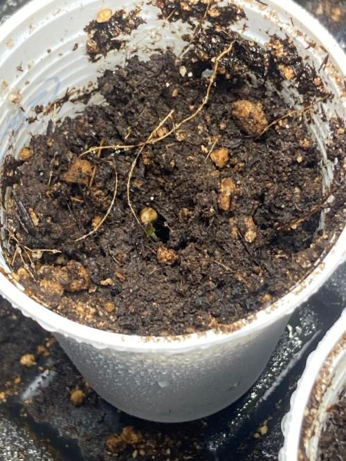 Rainbow Guavé x8+Grape Balls of Fire x1. Week 0 - unfortunately, this was the sole survivor