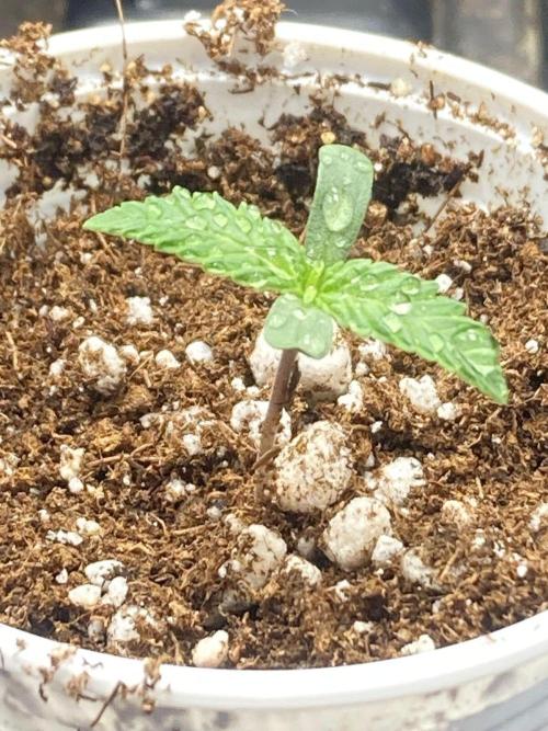 Rainbow Guavé x8+Grape Balls of Fire x1. Week 0 - the sole survivor