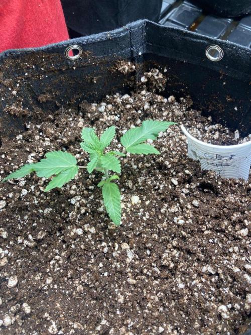 Rainbow Guavé x8+Grape Balls of Fire x1. Week 0 - the sole survivor transplanted