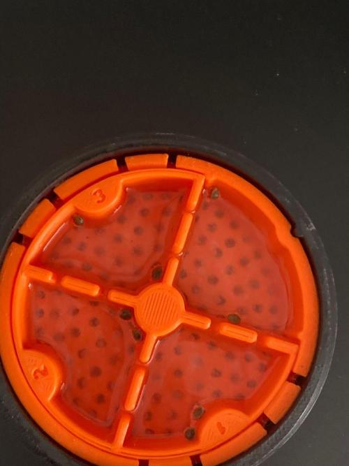 Rainbow Guavé x8+Grape Balls of Fire x1. Week 0 - using my copy of cannakan with hydrogen peroxide at 1%