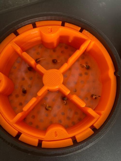 Rainbow Guavé x8+Grape Balls of Fire x1. Week 0 - about 48 hours later.