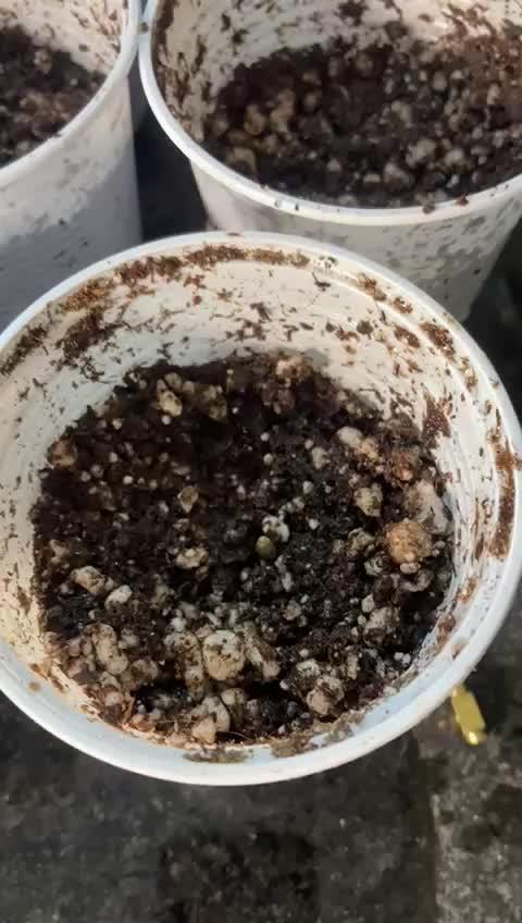 Rainbow Guavé x8+Grape Balls of Fire x1