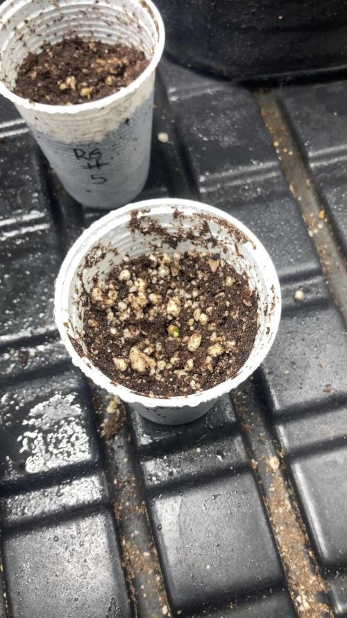 Rainbow Guavé x8+Grape Balls of Fire x1