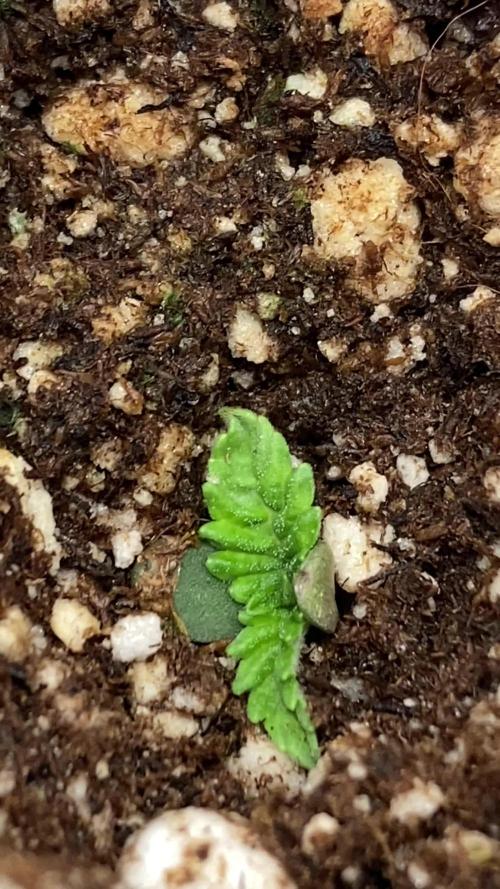 Rainbow Guavé x8+Grape Balls of Fire x1