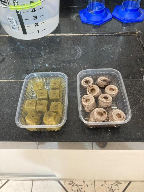 8x Purple Preserves +8x Lemon Chain. Week 0