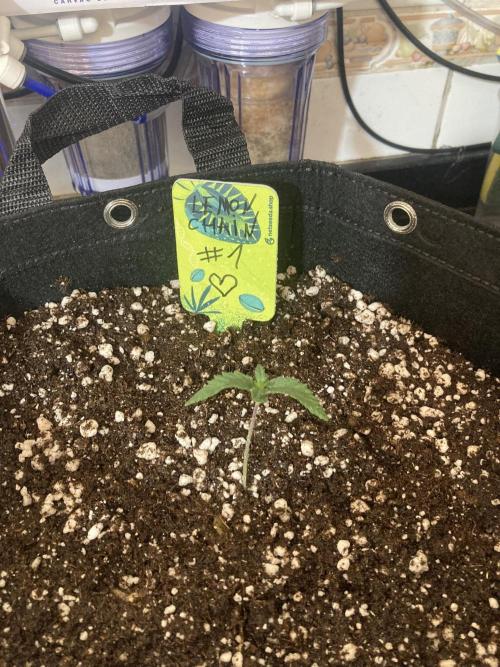 8x Purple Preserves +8x Lemon Chain. Week 1 - first to be transplanted :')