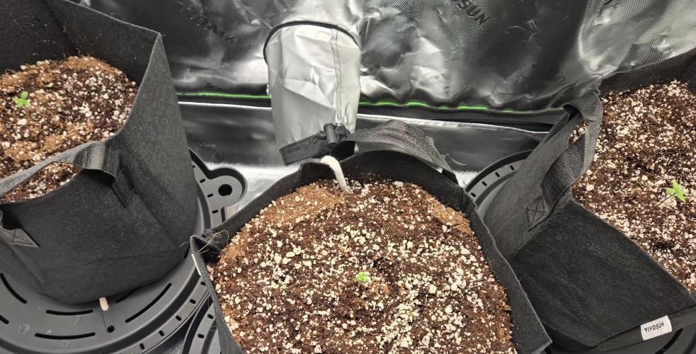 Lemon cherry cookie auto. Week 0