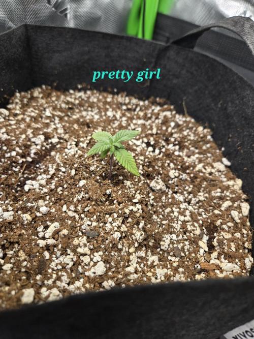 Lemon cherry cookie auto. Week 1