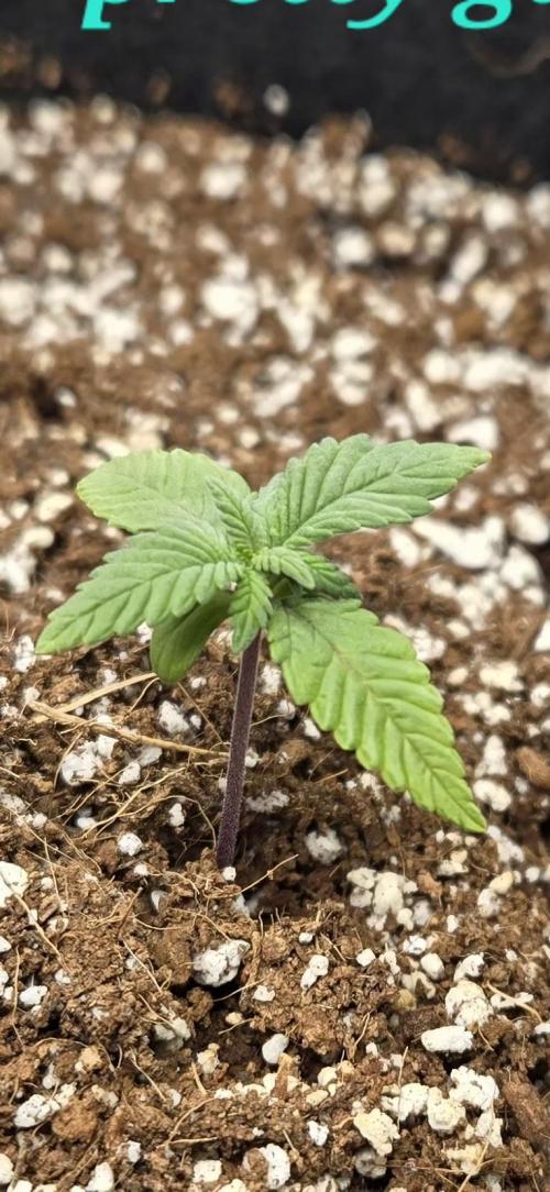 Lemon cherry cookie auto. Week 1