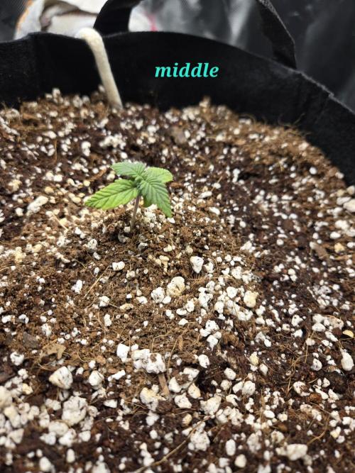 Lemon cherry cookie auto. Week 1