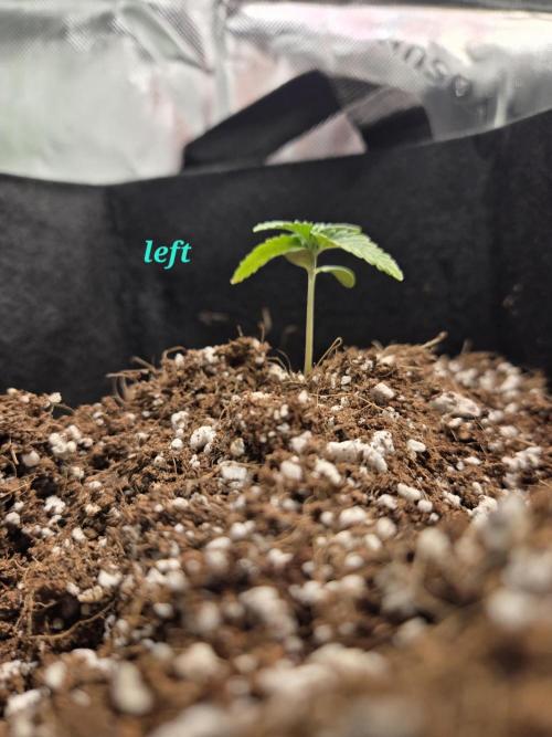 Lemon cherry cookie auto. Week 1