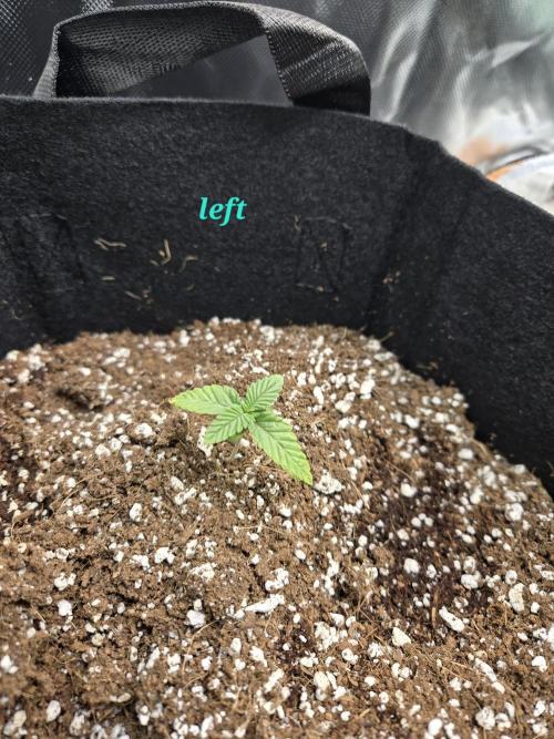 Lemon cherry cookie auto. Week 1