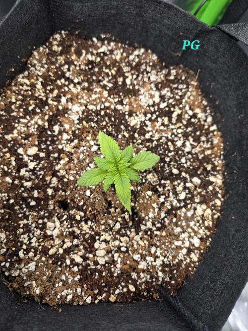 Lemon cherry cookie auto. Week 2