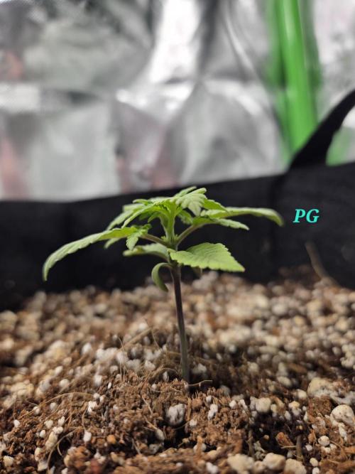 Lemon cherry cookie auto. Week 2 - Pretty girl showing of her profile