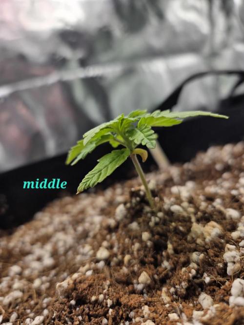 Lemon cherry cookie auto. Week 2