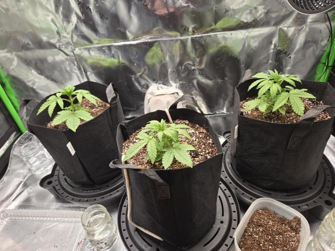 Lemon cherry cookie auto. Week 3