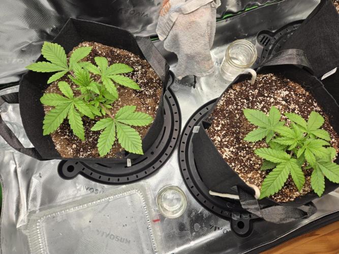 Lemon cherry cookie auto. Week 3