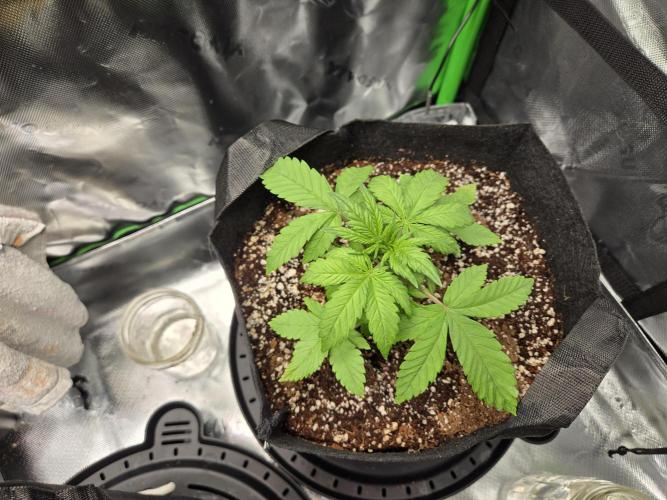 Lemon cherry cookie auto. Week 3