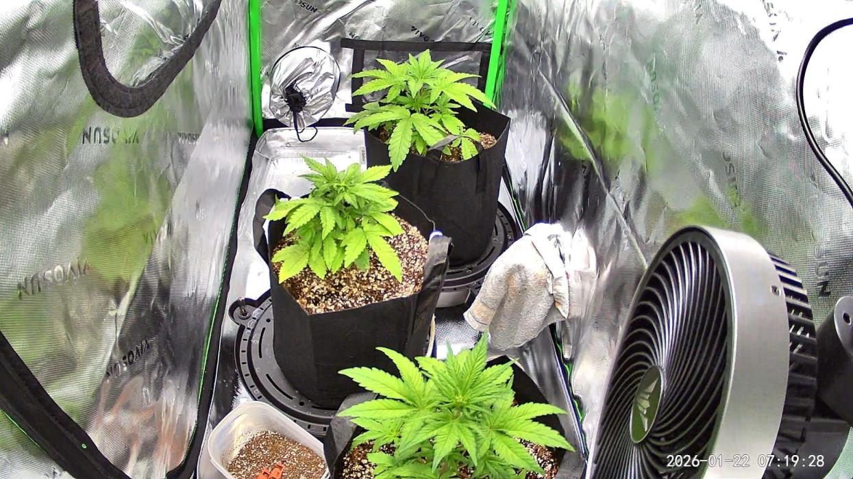 Lemon cherry cookie auto. Week 4