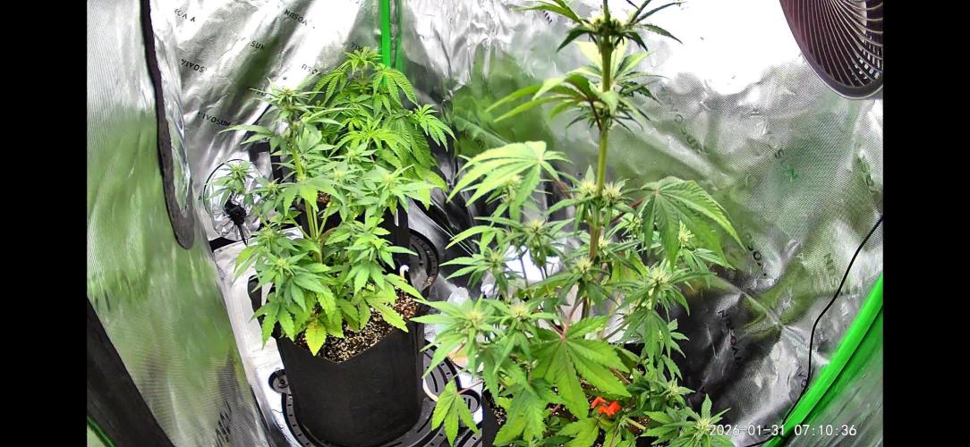 Grow Tent S425 48"x24"x60". Week 5
