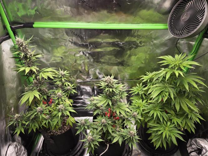 Lemon cherry cookie auto. Week 6