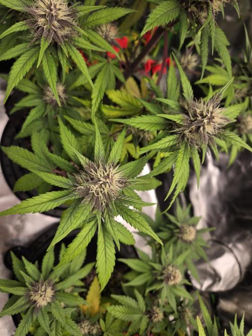 Lemon cherry cookie auto. Week 6