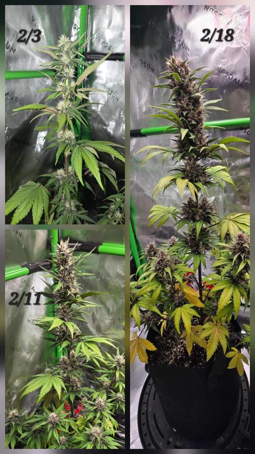 Lemon cherry cookie auto. Week 7 - My girl PG.  We've had some bumps but still going strong. 