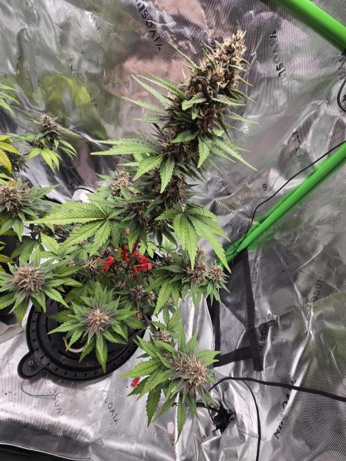 Lemon cherry cookie auto. Week 7