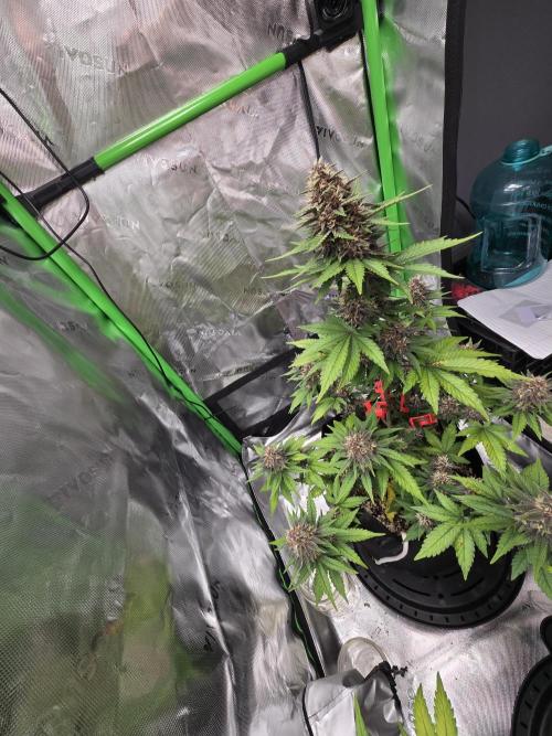 Lemon cherry cookie auto. Week 7