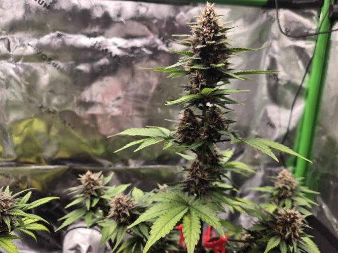 Lemon cherry cookie auto. Week 7 - Main cola