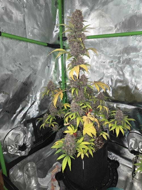 Lemon cherry cookie auto. Week 8