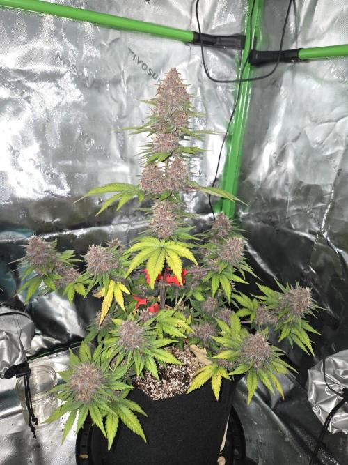 Lemon cherry cookie auto. Week 8