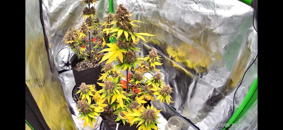 Lemon cherry cookie auto. Week 9