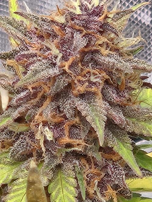 Lemon cherry cookie auto. Week 9